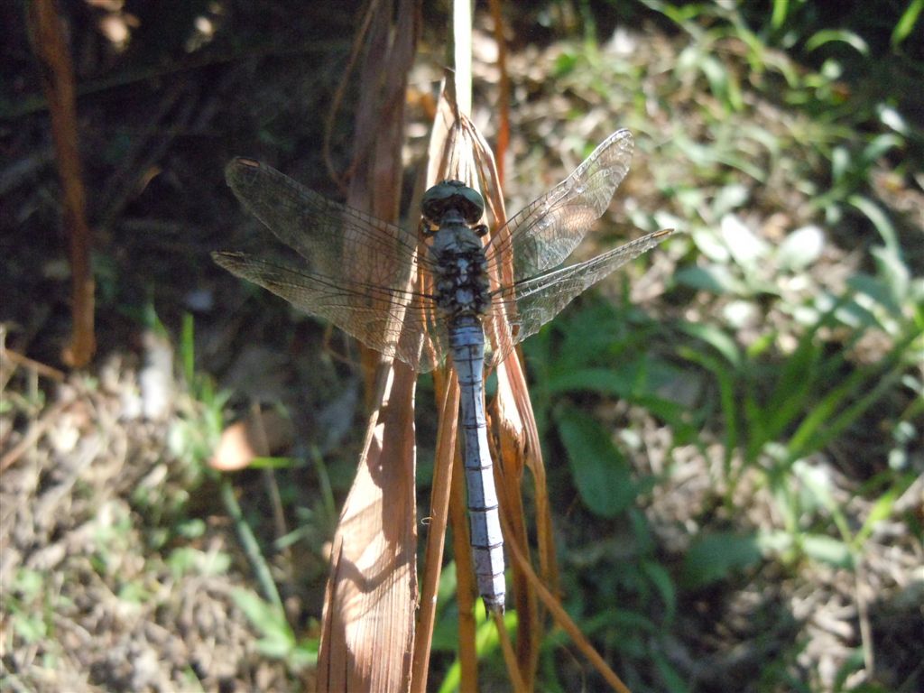 Crocothemis erythraea e Orthetrum coerulescens